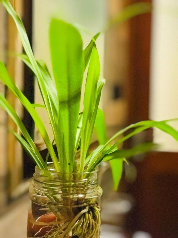 Tranquil Quarter Hotel Kandy Luaran gambar